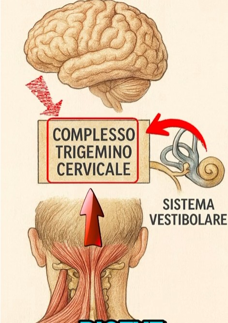 Connessione anatomica tra vertebre cervicali e sistema vestibolare dell'equilibrio